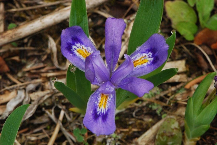 Fleurs bleues de l'iris des lacs nain