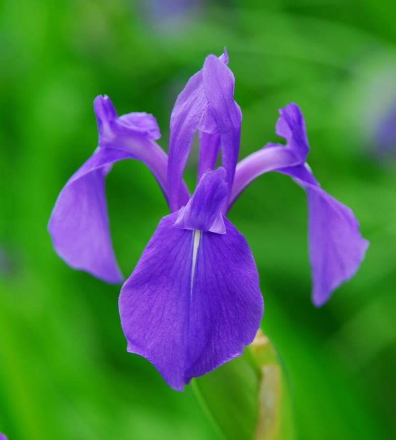Japanse iris met zijn elegante blauwe bloemen