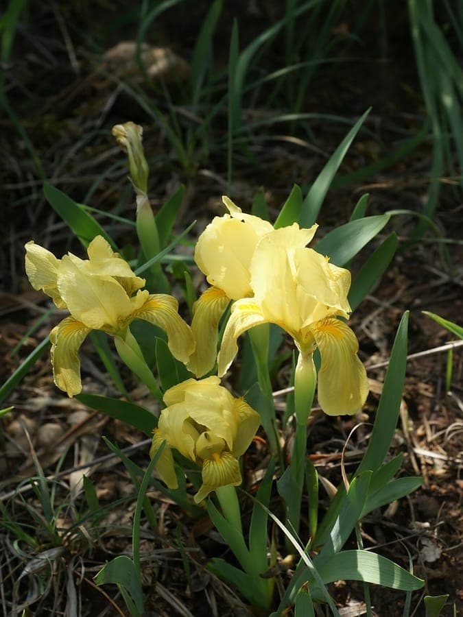 Iris lutescens avec fleurs jaunes et pourpres dans le jardin