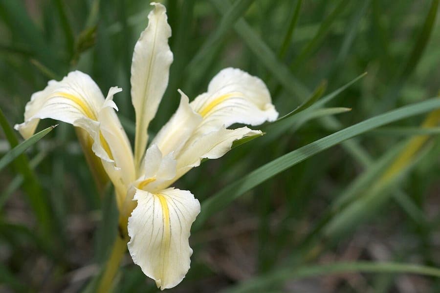 Violette Bluten der kalifornischen Zwergiris in trockenen Zonen