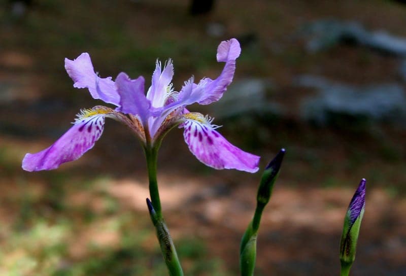 Rote Blute von Iris milesii in Himalaja-Berglandschaft