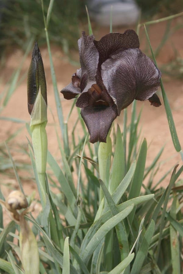 Donkerpaarse bloemen van de Zwarte iris uit Palestina