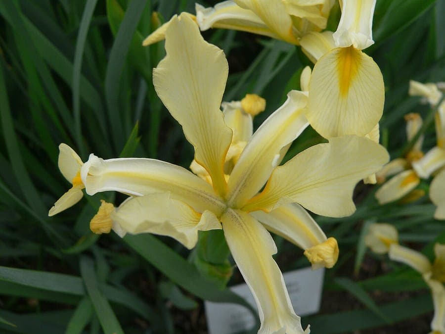 Iris orientalis mit gelblich-weißen Blüten