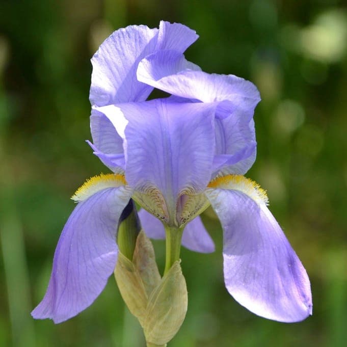 Iris pallida avec fleurs violettes en pleine floraison