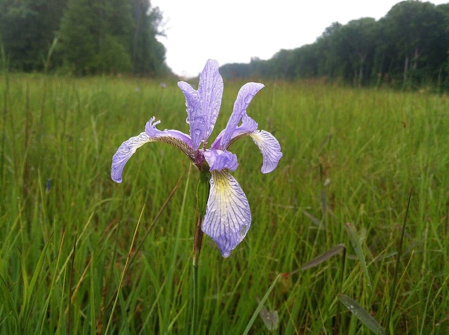 Fleurs d iris prismatica avec petales bleu lavande delicats