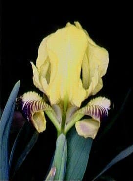 Violette Blüten der Iris pseudopumila in voller Blüte