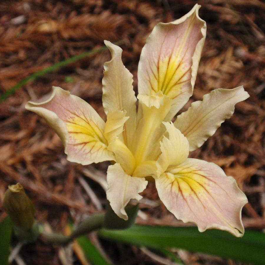 Fleurs violettes de l'Iris de Purdy de Californie du Nord