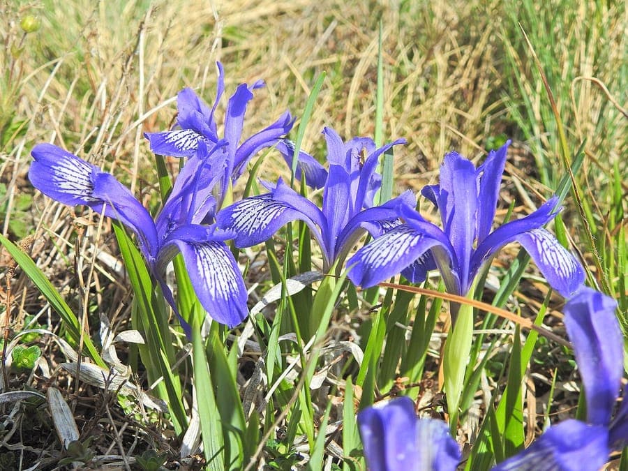 Purple flowers of Iris ruthenica in bloom