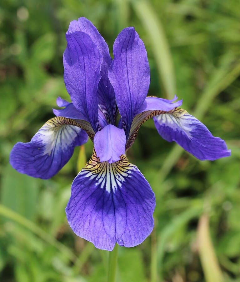 Bloediris (Iris sanguinea) met donkerrode bloemen en smalle bladeren