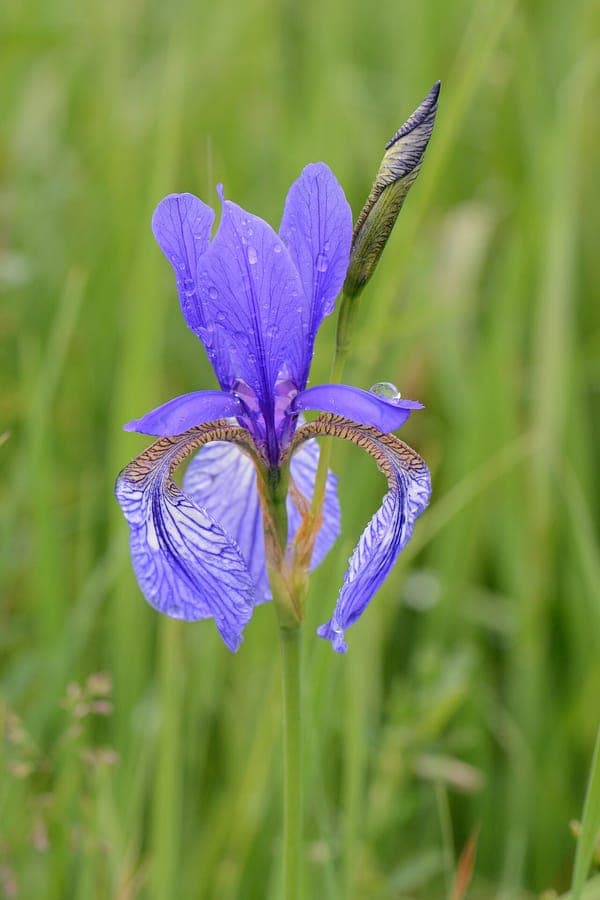 Iris sibirica with blue flowers in group plantings