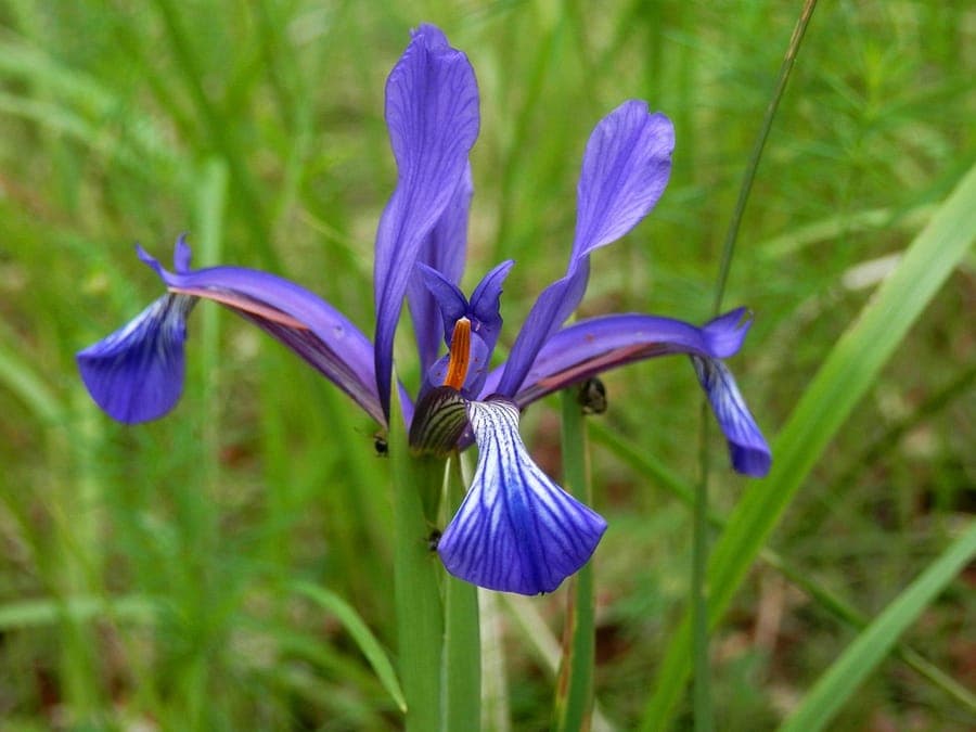 Sintenis iris plant with delicate purple iris flowers in spring