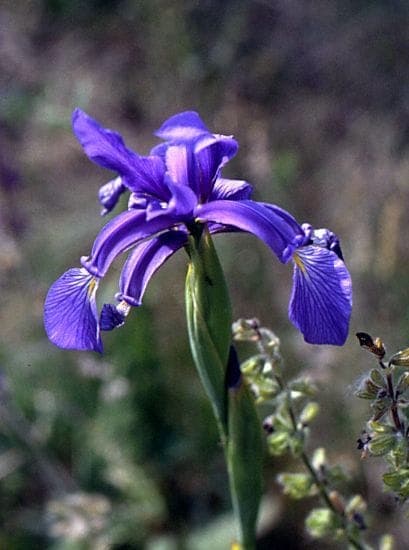 Iris spuria avec fleurs bleues dans le jardin ensoleille