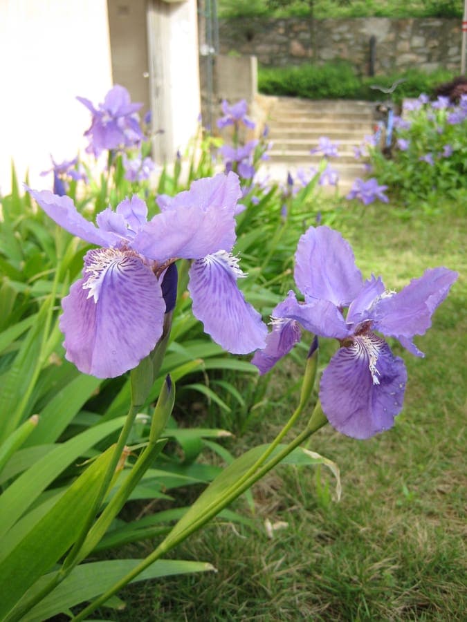 Iris tectorum mit seinen charakteristischen purpurnen Bluten