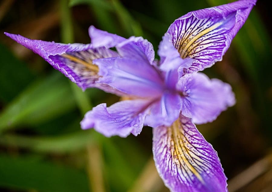 Purple and yellow flower of Iris tenax in natural setting