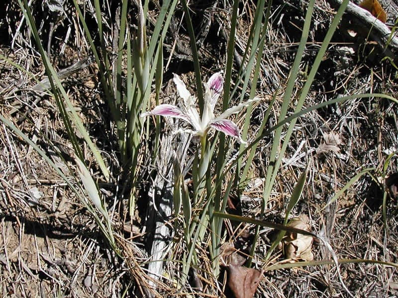 Slender Iris plant with elegant purple flowers in spring