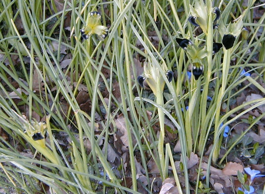 Iris tuberosa avec fleurs brun fonce dans le jardin
