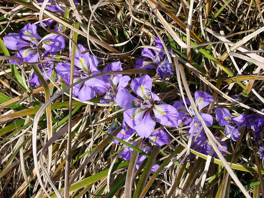 Purple fragrant flowers of Algerian iris