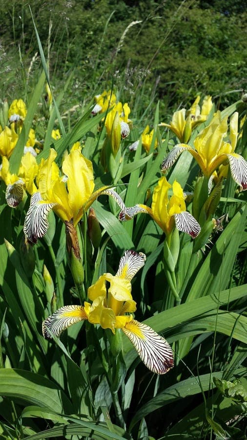 Yellow and dark blue-purple flowers of variegated iris