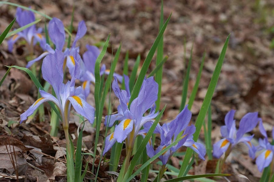 Dark purple flowers of Dwarf violet iris from America