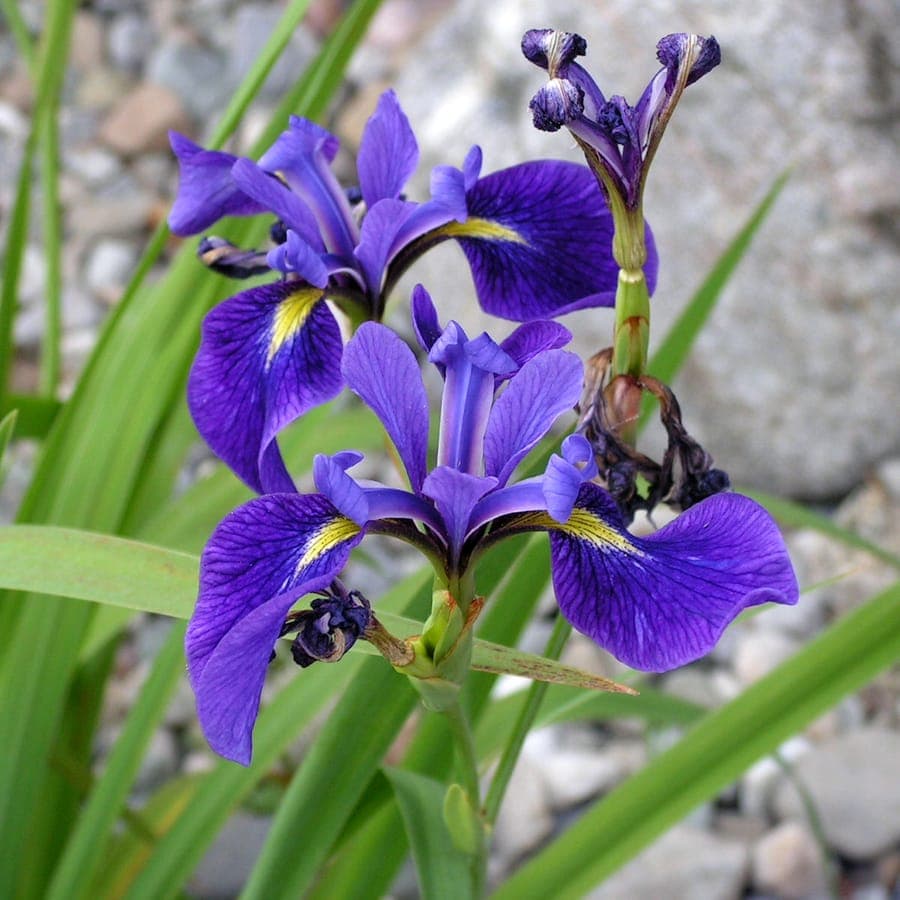 Iris drapeau bleu (Iris versicolor) avec fleurs violet-bleu et forme gracieuse