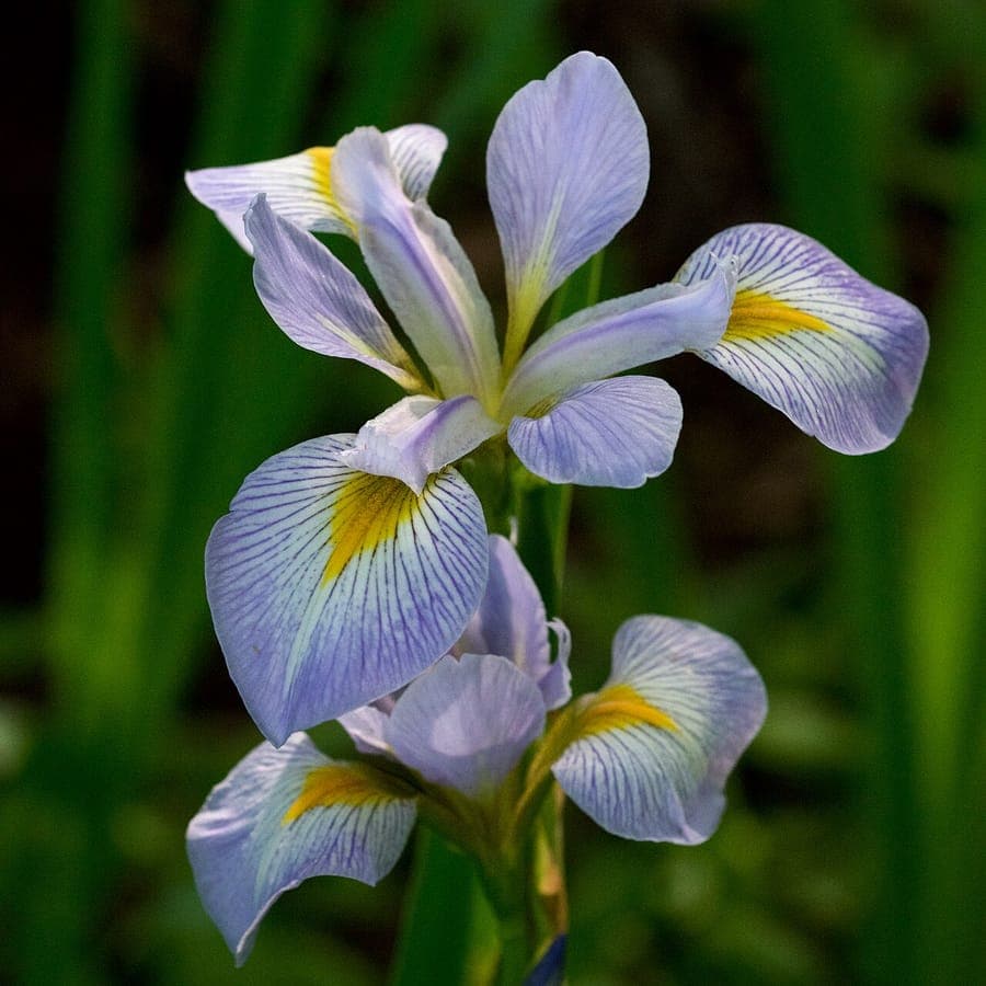 Blüte der blauen Flagge Iris in voller Blüte