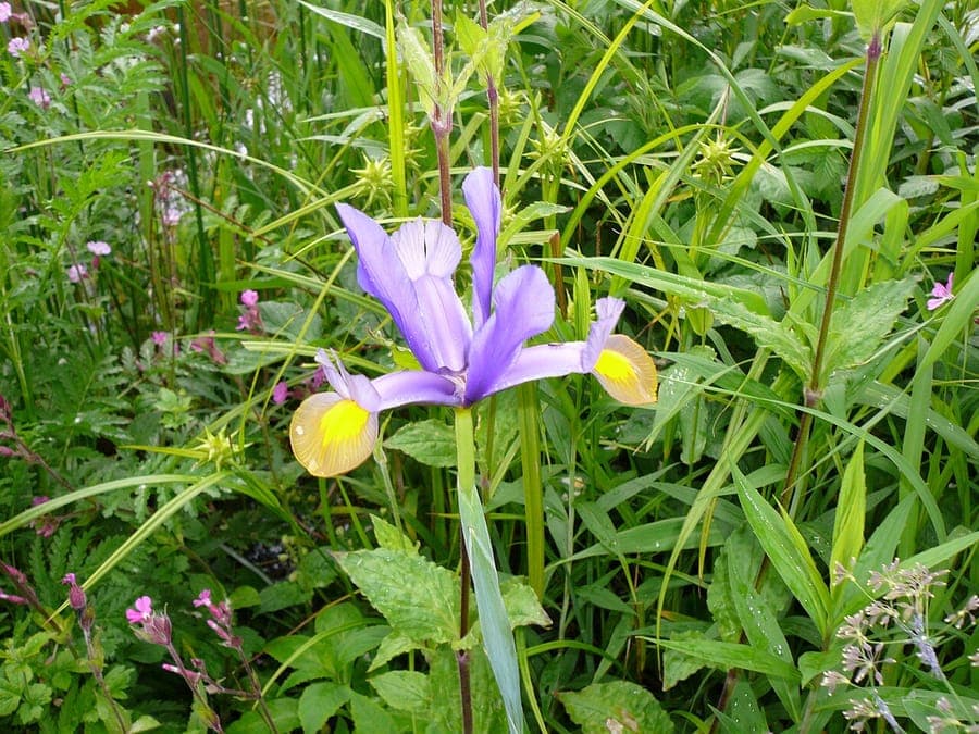 Spanische Iris mit blauen und gelben Bluten in voller Blute