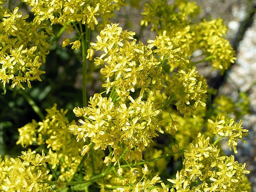 Guede (Isatis tinctoria) avec fleurs jaunes et gousses bleues caracteristiques