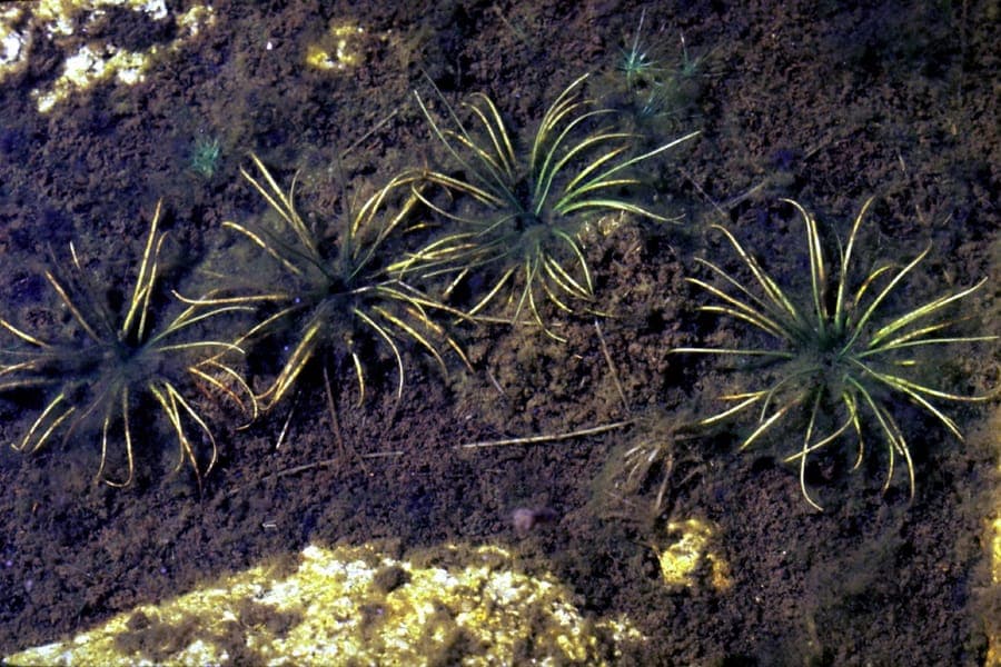 Kleine biesvaren onderwatergroei in helder zeewater