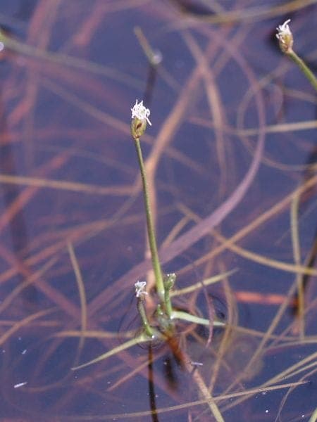 Floating club-rush with characteristic fine, tubular leaves