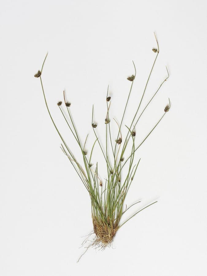 Bristle club-rush fine needle-like growth with discrete flowers
