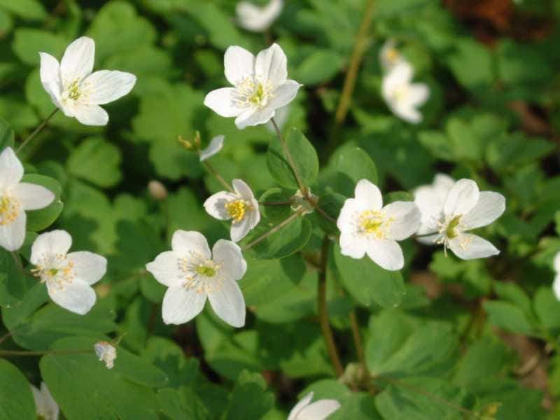 Isopyrum thalictroides with white flowers on forest floor