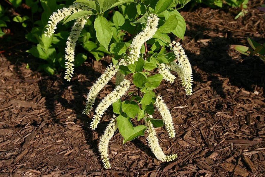 Virginia sweetspire shrub with elegant white flower racemes in a summer garden border