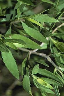 Iva frutescens shrubby plant growing in a salt marsh habitat