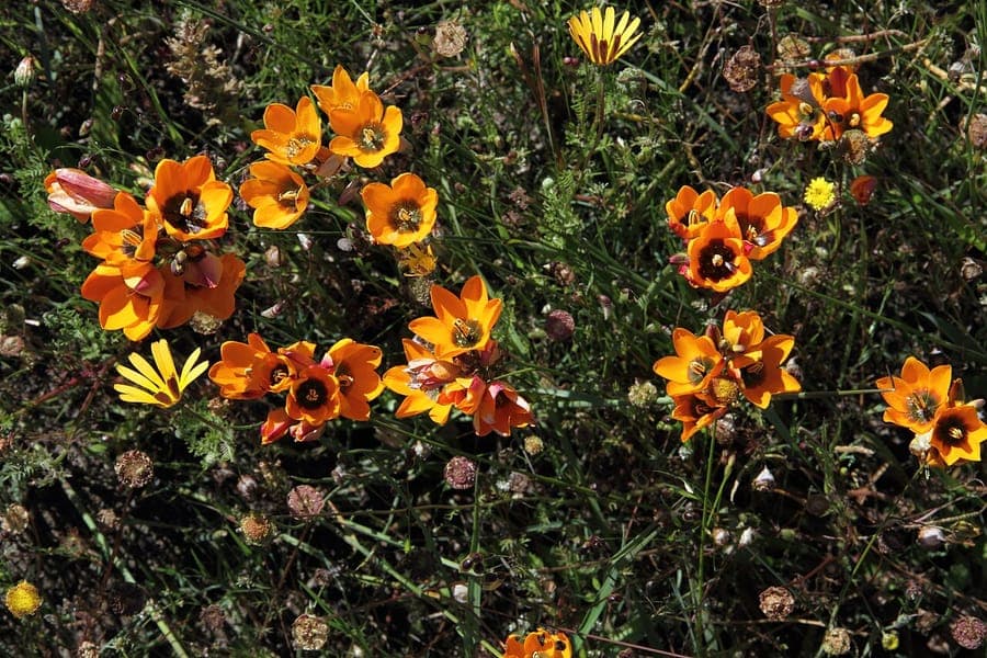Fleurs jaunes avec taches rouges d'Ixia maculata