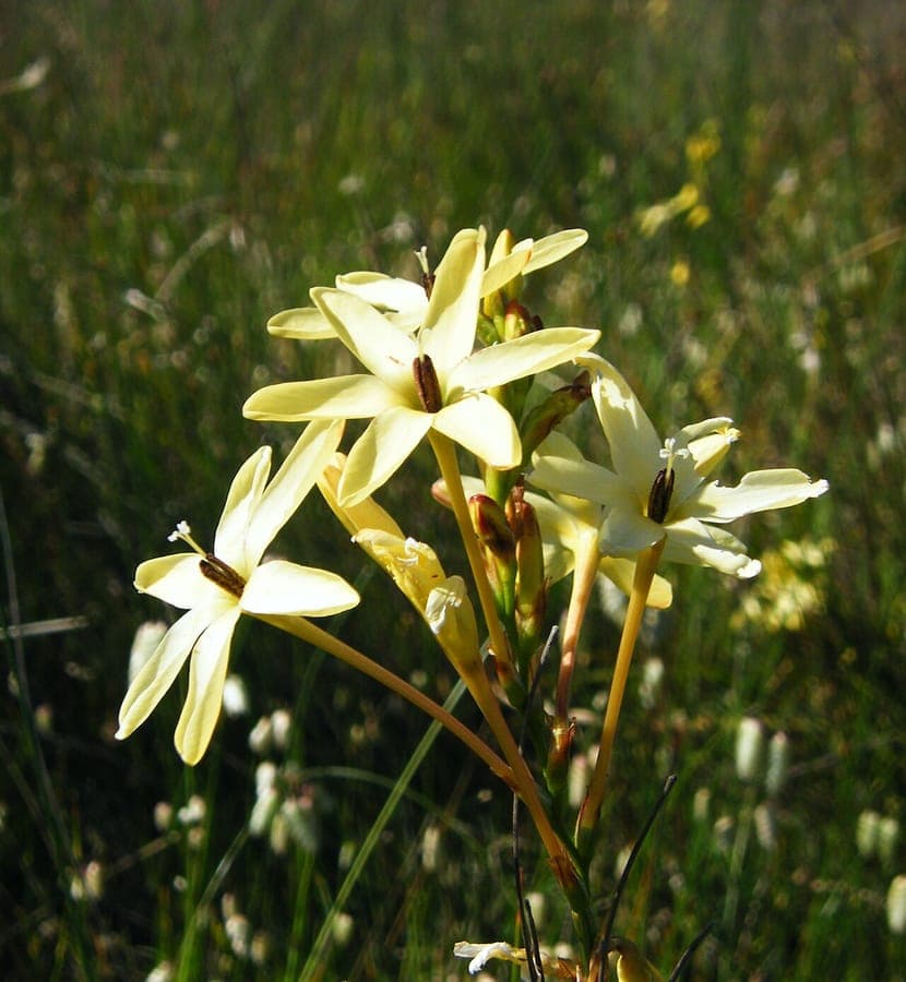 Ixia paniculata with tubular yellow and red flowers