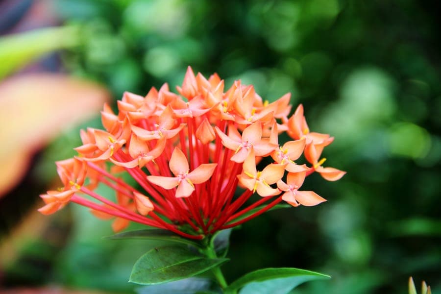 Bright red flowers of Chinese ixora in a tropical garden
