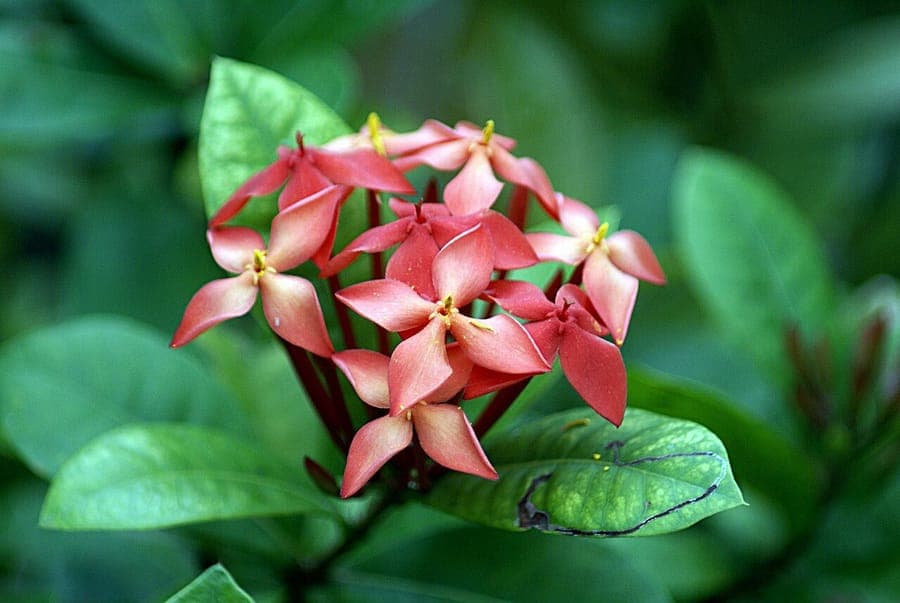 Felrode clusterbloemen van Ixora coccinea