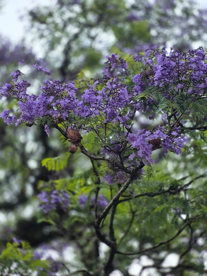 Jacaranda mit blau-violetten Blütentrauben