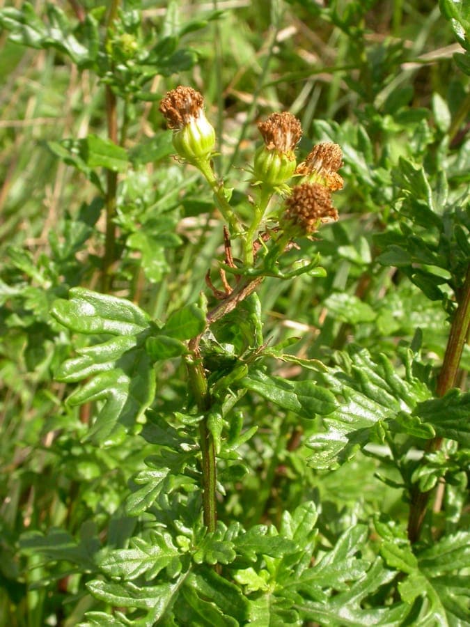 Hoary ragwort with yellow flowers on dry grassland