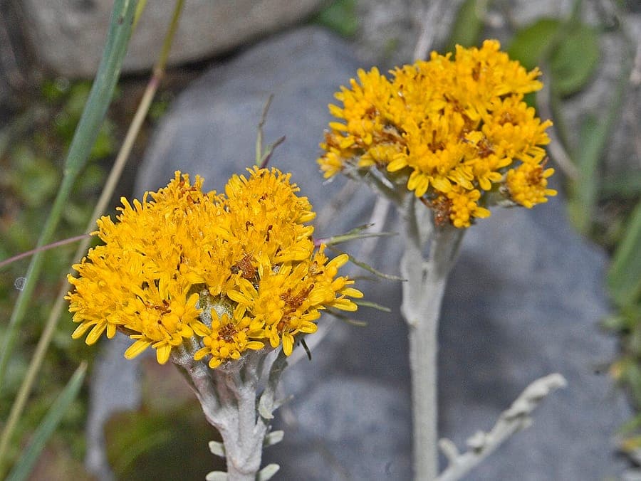 Jacobaea incana with yellow flowers and silvery-grey foliage on rocky ground