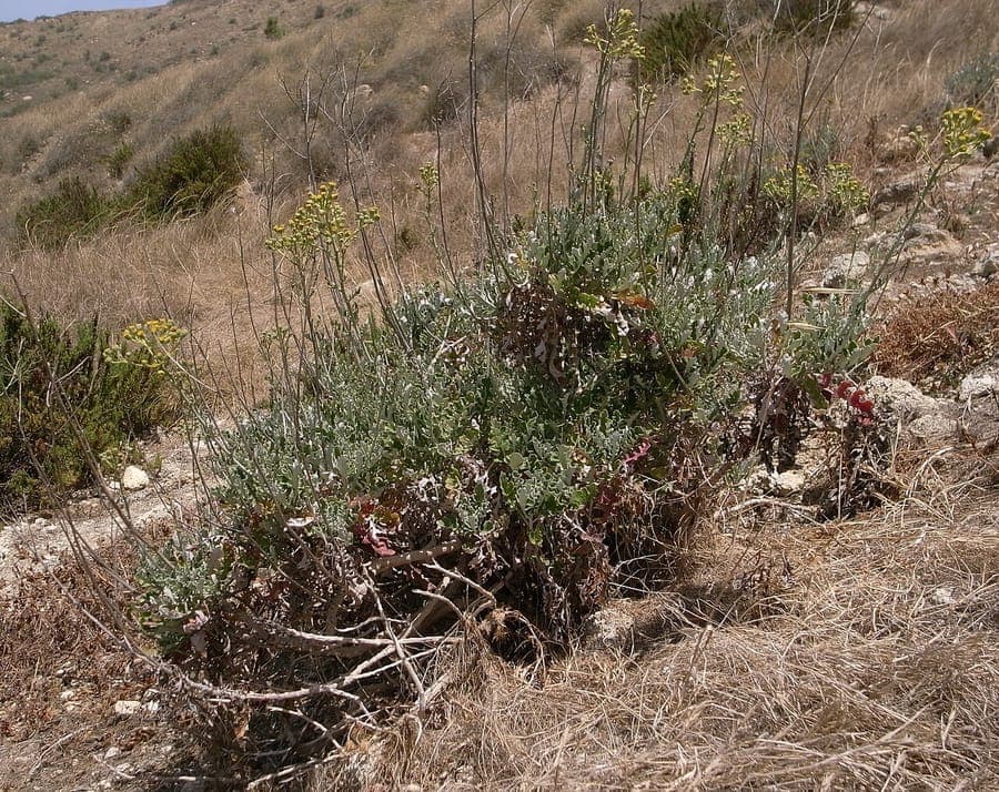 Dusty Miller (Jacobaea maritima) displaying characteristic silvery-white foliage and clusters of yellow flowers