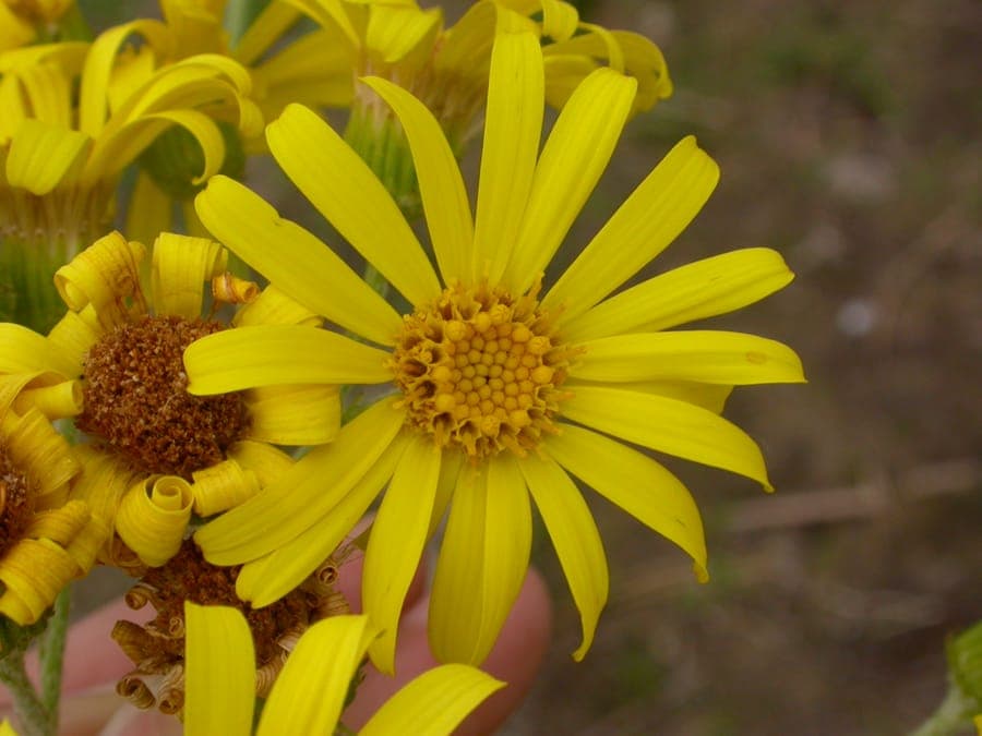 Fen Ragwort flowering with yellow flower clusters and green foliage