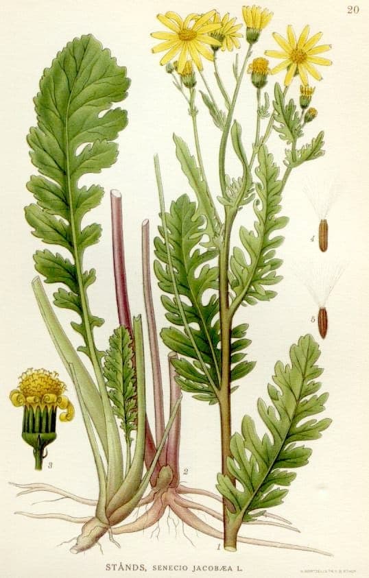 Jacobée commune (Jacobaea vulgaris) affichant des grappes caractéristiques de fleurs rouges et jaunes