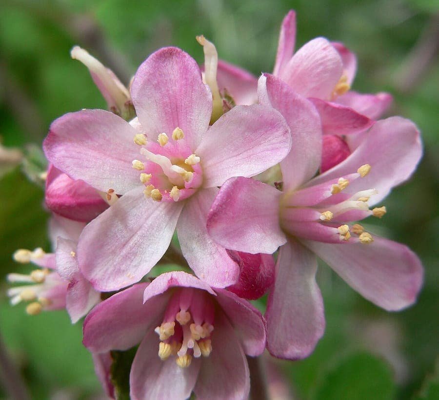 Jamesia americana en fleur avec des fleurs blanches a cinq petales sur terrain rocheux