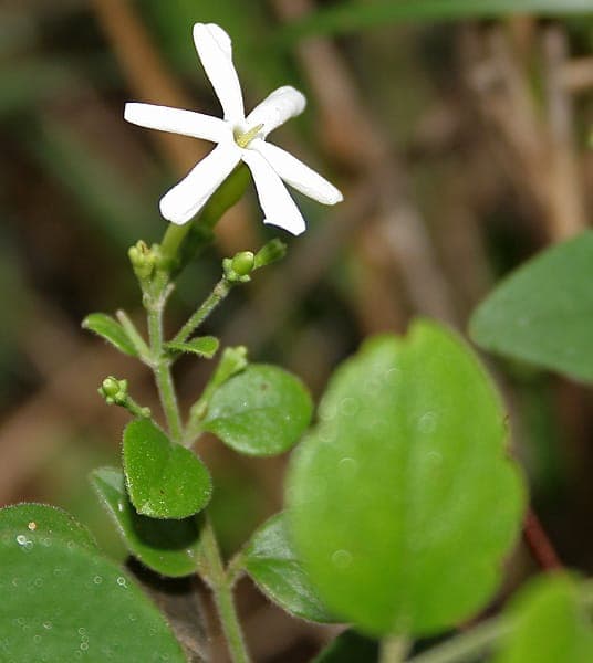 Nadel-Jasmin mit zarten weissen Bluten