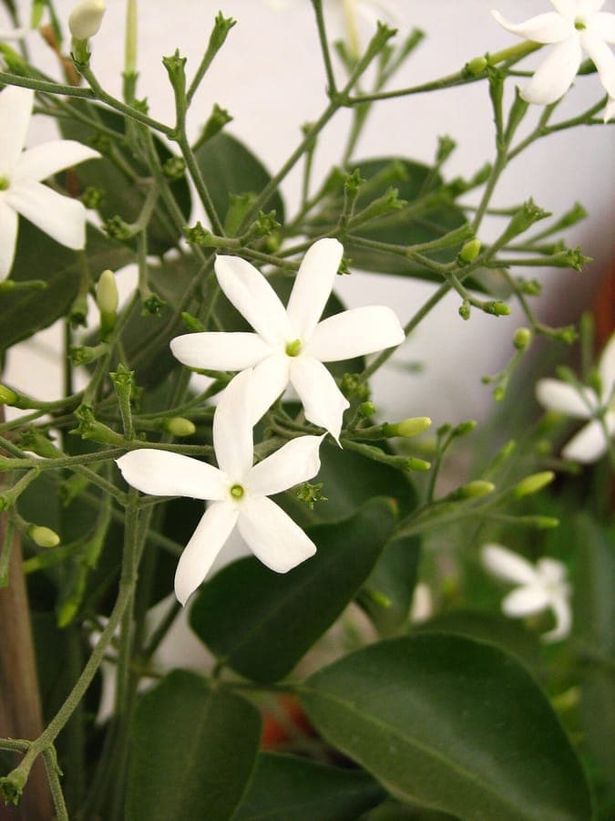 Azorean jasmine with white fragrant flowers
