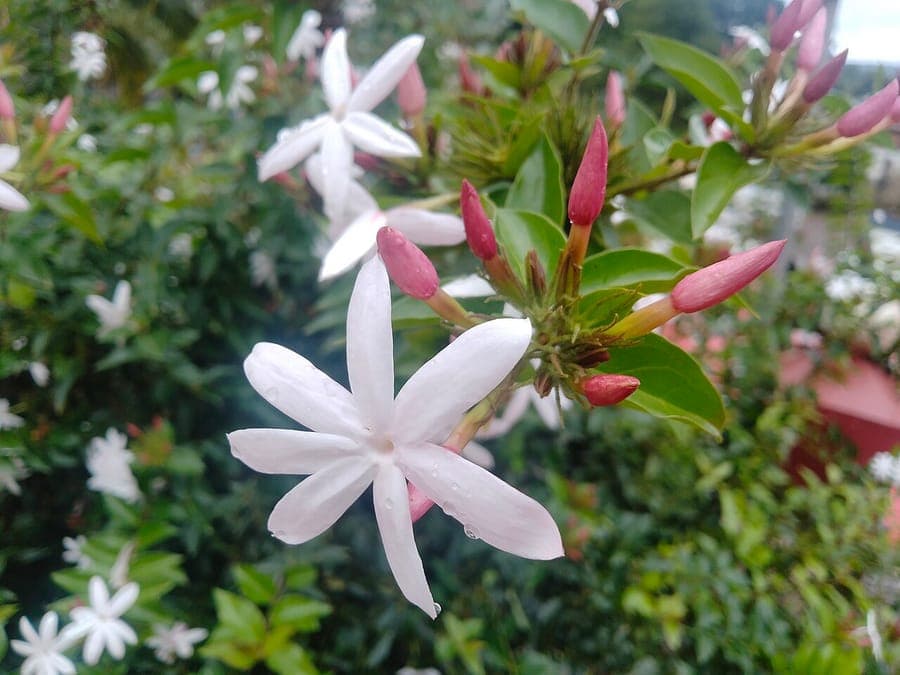 Witte bloemen van Goudkust-jasmijn tegen groene bladeren
