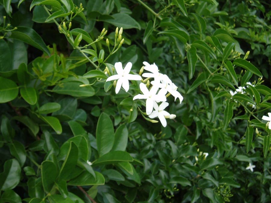 Fleurs blanches du jasmin du Bresil sur feuillage dense