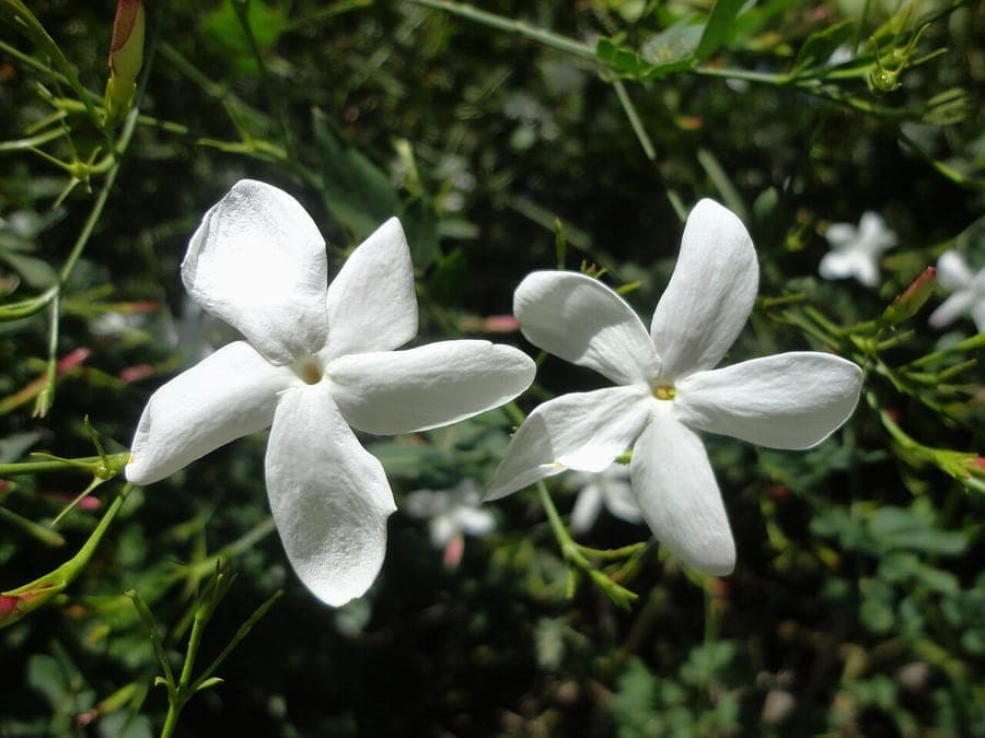Chinesischer Tee-Jasmin in voller Blüte klettert an einem Holzgitter entlang bei sanftem Abendlicht