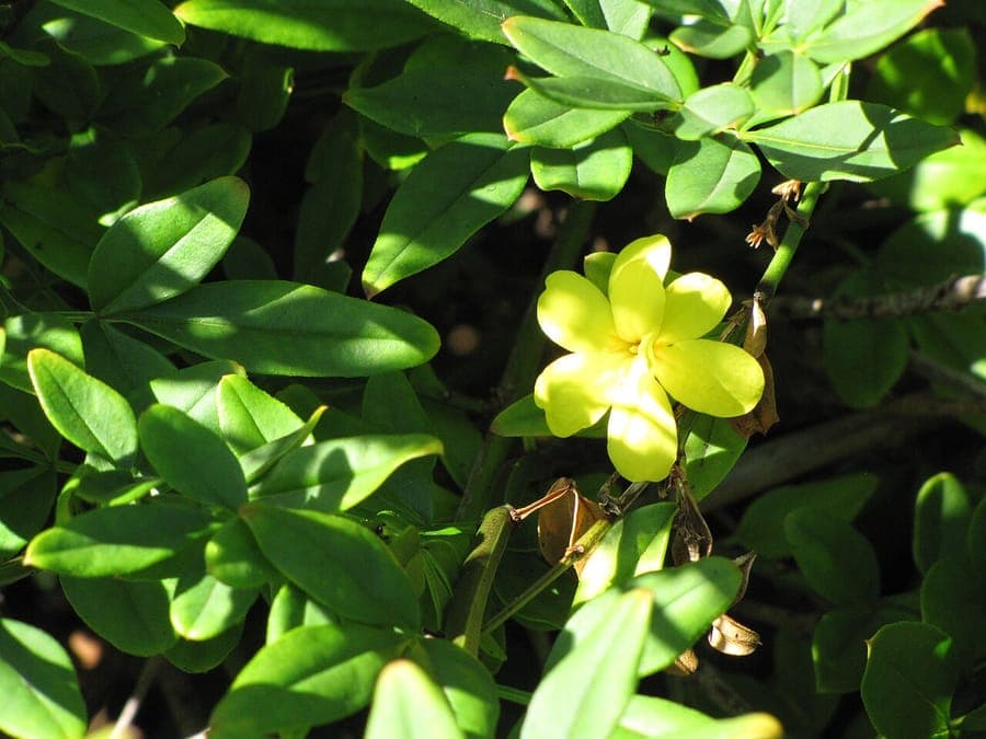 Jasminum mesnyi avec fleurs jaunes en forme de primevere